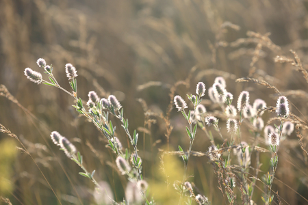 nice wild flowers on summer meadowの写真素材