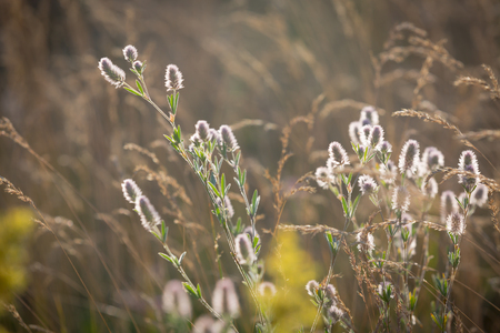 wild flower meadow soft photoの写真素材