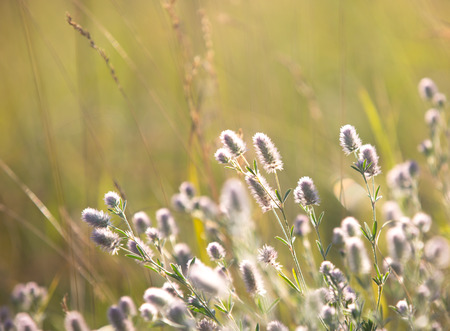 small delicate wild flowers on summer meadowの写真素材