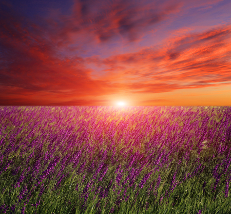 Nice sunset over wild flowers on summer meadowの写真素材