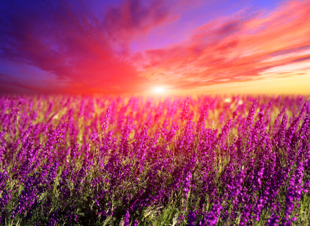 Majestic sunset over summer flowers on meadowの写真素材