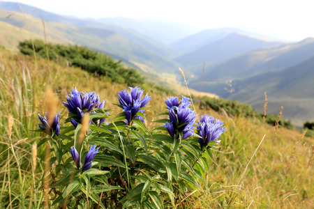 wild flowers on mountain meadowの写真素材
