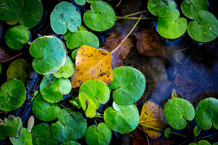 abstract green leafage on water surfaceの写真素材