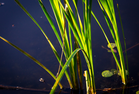 green cane sprout in blue lake waterの写真素材