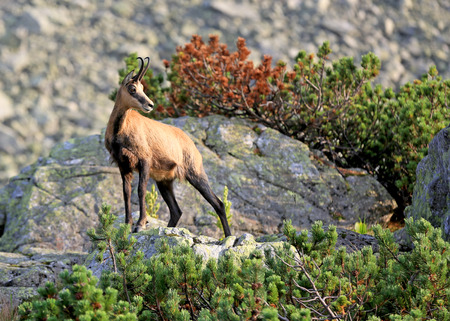 Wild mountain goat in Tatra mountainsの写真素材