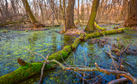 Landscape with green moss on old dead woods in swampの写真素材
