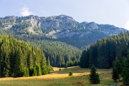 Nice morning landscape with meadow in low Tatras, Slovajiaの写真素材