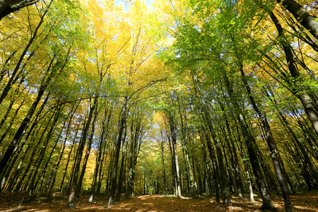 wide view in autumn forestの写真素材