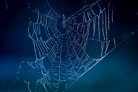 nice web with water dropsの写真素材