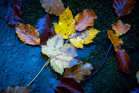 nice wet autumn leafage on dark stoneの写真素材