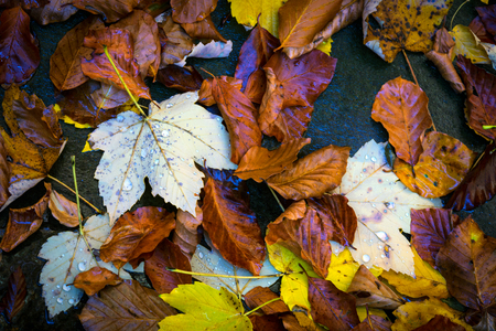 wet autumn foliage - abstract natural backgroundの写真素材