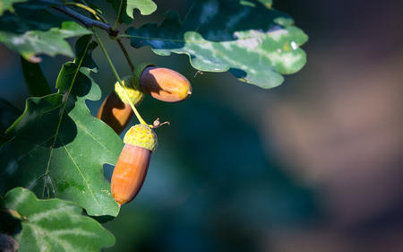 Acorns on oak tree twig in autumn forestの写真素材
