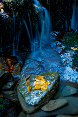 nice wet autumn leaf on stone in mountain brookの写真素材