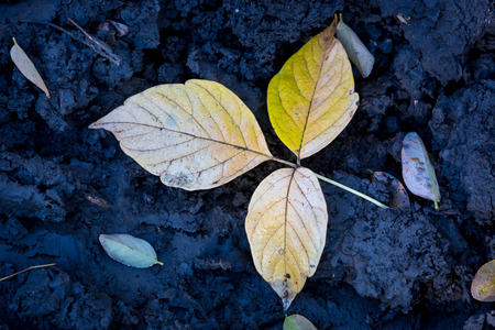 abstract autumn leaf on dark soil in morning time