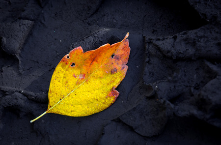 Alone autumn leaf on dark soil background