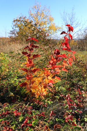 nice bush with red leafage on autumn meadowの写真素材