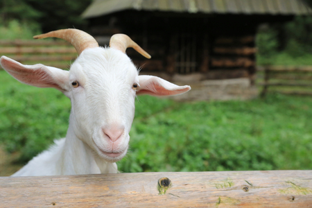 white funny goat on rural farmの写真素材