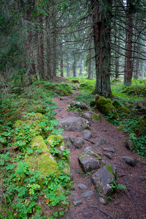 landscape with pathway in mountain forestの写真素材