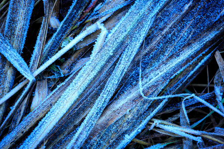 frozen grass abstract natural backgroundの写真素材