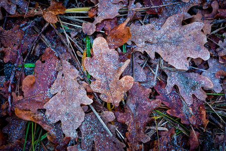 oak leafage in frost - abstract backgroundの写真素材
