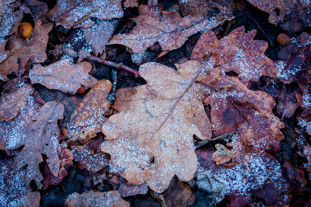 nice background with oaks leafage in frostの写真素材