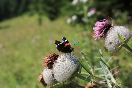 butterfly prickly thistle flower on green meadowの写真素材