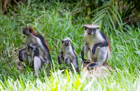 monkeys in green grass in forestの写真素材