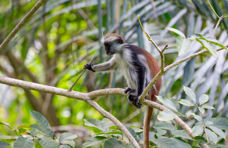 funny monkey on tree in forest