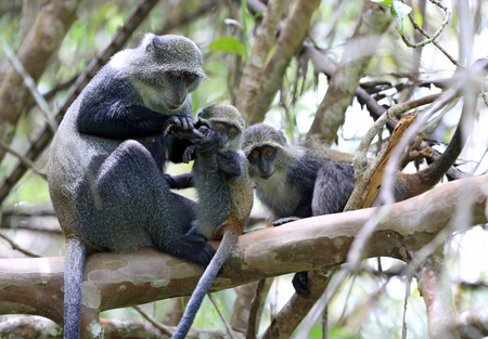 monkey mother examines paw her baby in jungle