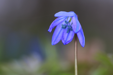 Nice macro shoot of scilla bifolia wild flowerの写真素材