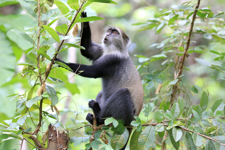 funny monkey on green tree in jungle