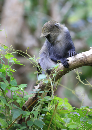 small monkey on branch in jungleの写真素材