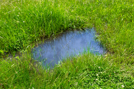 puddle in green grass after rainの写真素材