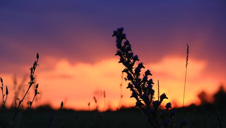 wild flowers on meadow on summer sunset sky backgroundの写真素材