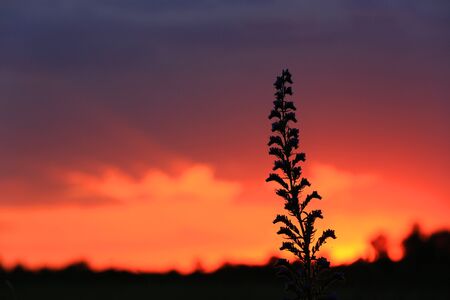 wild flower on hot sunset sky backgroundの写真素材