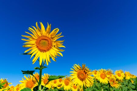 Summer landscape with sunflowers under blue skyの写真素材