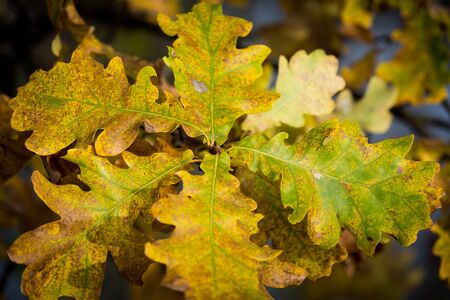 nice abstract oak branch at autumn timeの写真素材