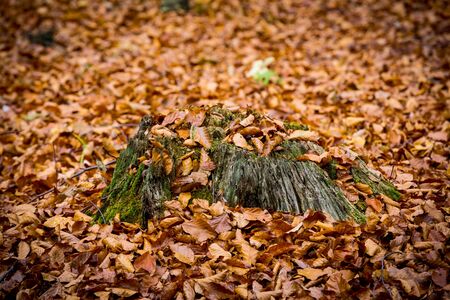 abstract old dry wooden stump with green moss covered beech autumn leafage