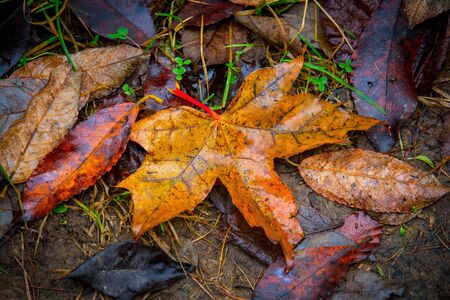 wet autumn leafage on ground - abstract natural backgroundの写真素材