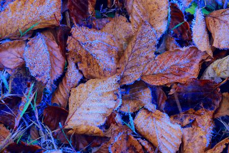 abstract natural background with hoarfrosted leafageの写真素材