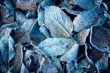 fallen autumn leaves in the morning hoarfrost on the groundの写真素材