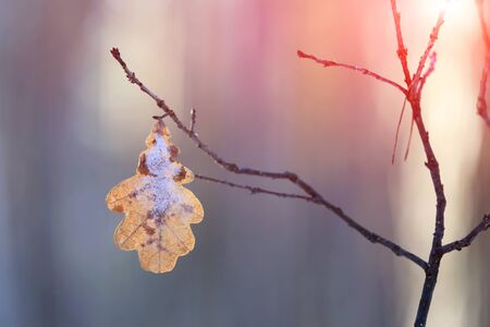 dry alone leaf on oak twig against sunset light in forestの写真素材