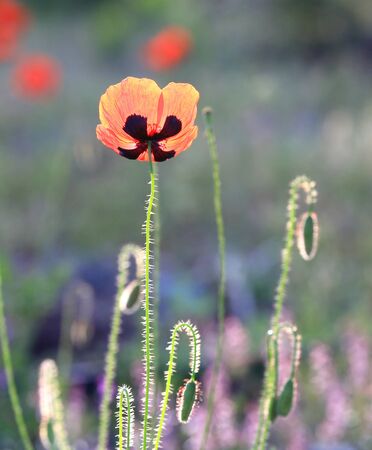 red wild poppy flower on meadowの写真素材