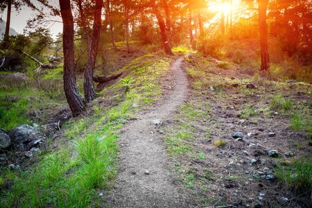 Sunset scene with pathway in mountain forest