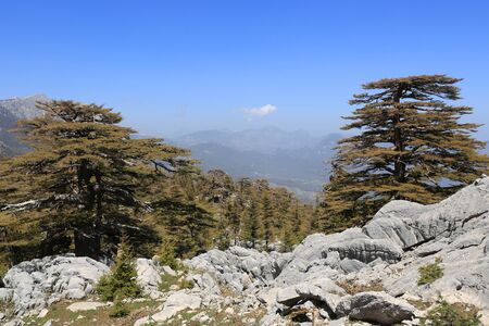 Cedar forest on mountains slope in Turkey. Landscape from famous Likya Yolu tourist way in Turkey.