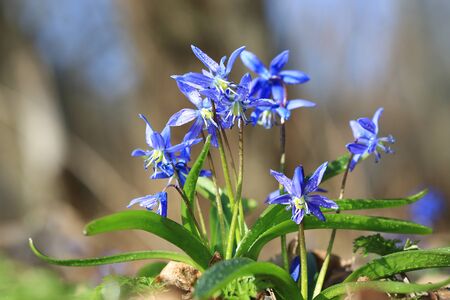 first spring wild flowers in forest. Scilla bifolia flowers
