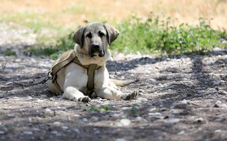 Look of serious dog on leash