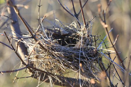 Bird's nest among tree twigs in spring day