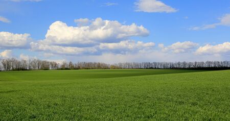 nice green field in spring day under clouds in blue sky