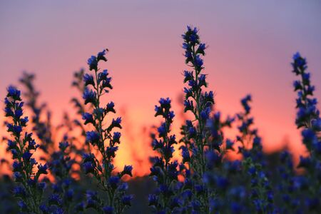 wild flowers meadow on sunset sky backgroundの写真素材